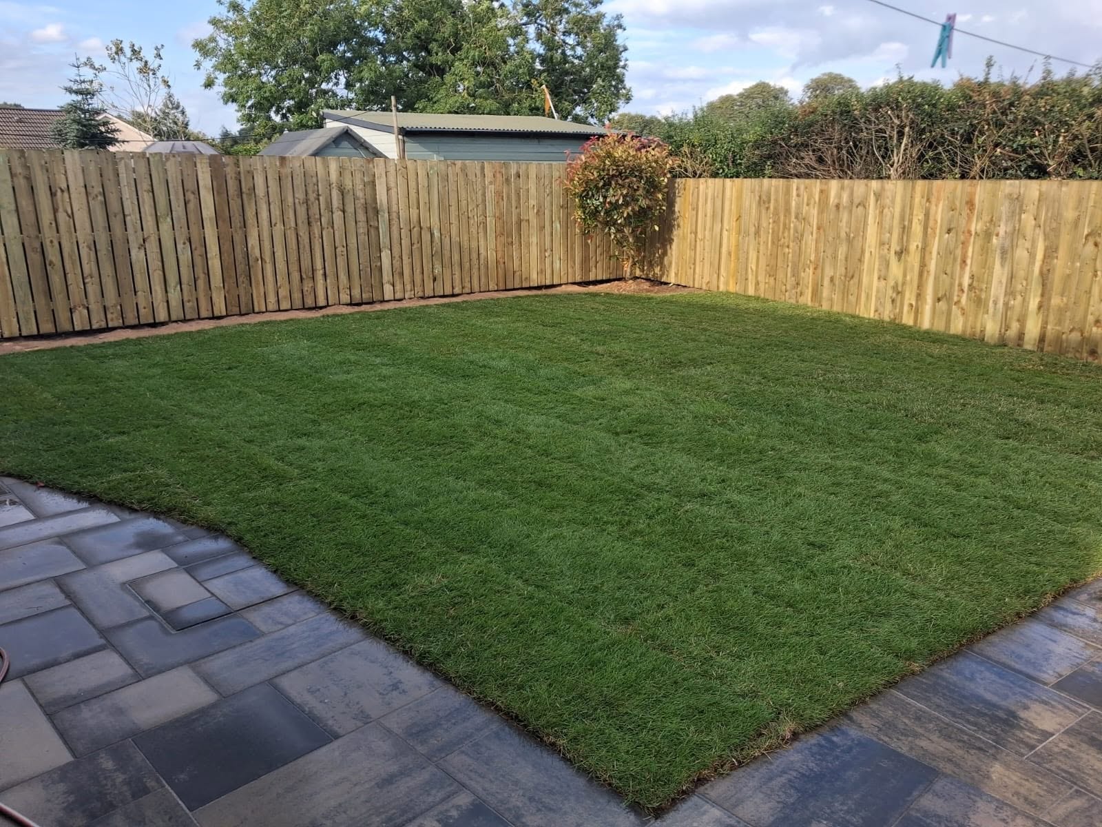 New laid grass in back garden with new fence and tree in the corner